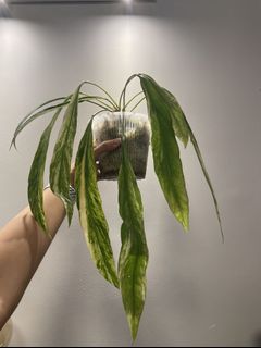 （分類：）位於 。 由 baxter.m 提交（商品編號 1104865347，圖片 1）。簡介： 。