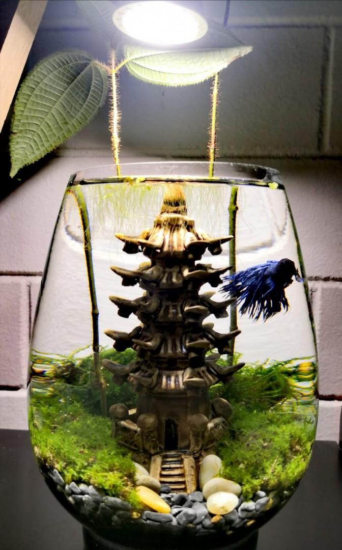 Oval fish deals tank