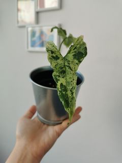(Category: ) located in . Submitted by plantmoves (Listing ID 1104741829, Image 1). Description: .