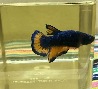(Category: ) located in . Submitted by DrPlant (Listing ID 1110607954, Image 1). Description: .