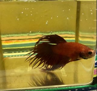 (Category: ) located in . Submitted by DrPlant (Listing ID 1110608041, Image 1). Description: .