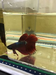 (Category: ) located in . Submitted by DrPlant (Listing ID 1110608288, Image 1). Description: .