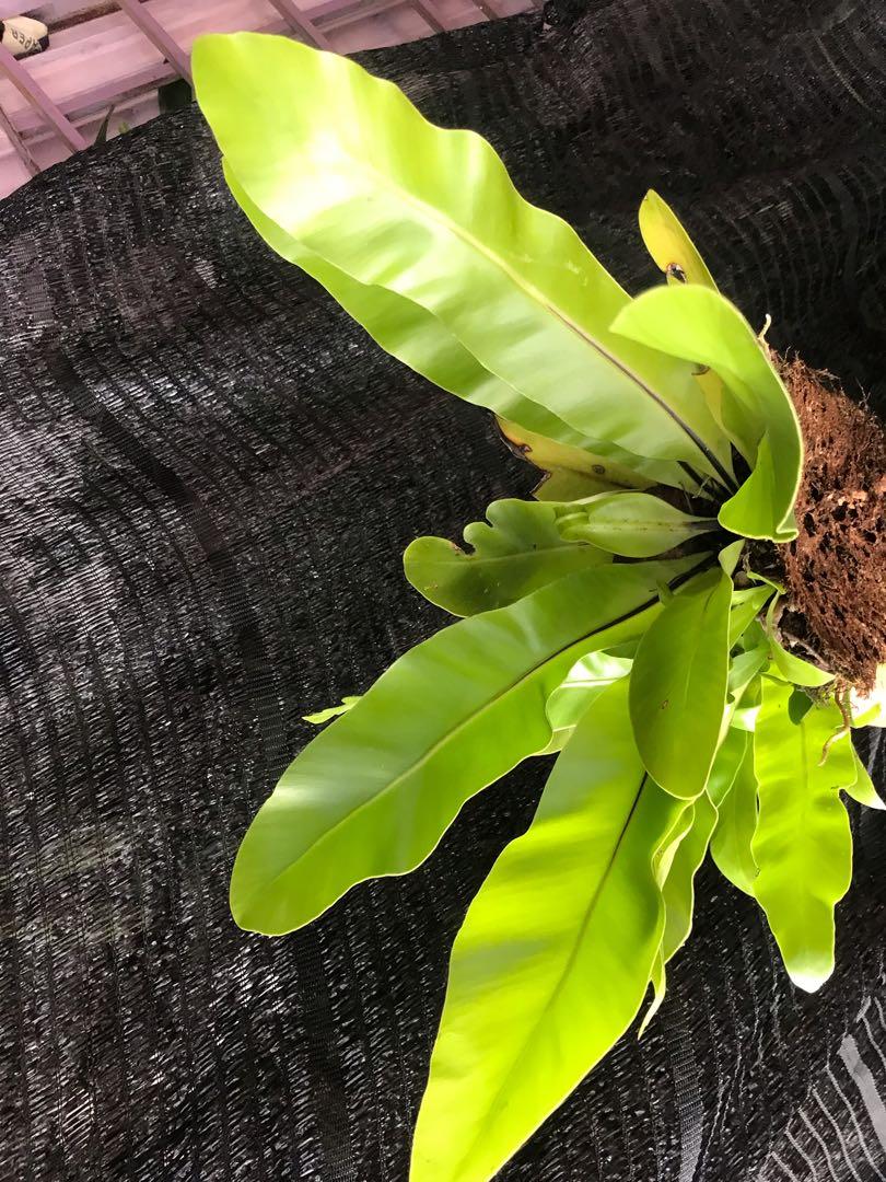 Bird's-nest fern / Asplenium nidus /Pokok Paku langsuir, Furniture