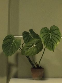 (Category: ) located in . Submitted by potfoliage (Listing ID 1110440154, Image 1). Description: .