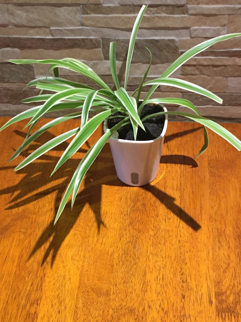 Self Watering Pot Spider Plant (Air Purifying Chlorophytum Comosum
