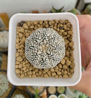 （分類：）位於 。 由 newbiesucculent 提交（商品編號 1110494066，圖片 1）。簡介： 。