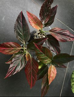 (Category: ) located in . Submitted by potfoliage (Listing ID 1110769913, Image 1). Description: .