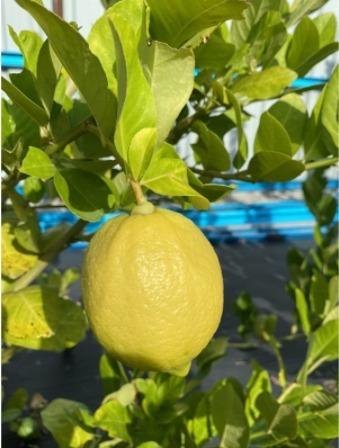Anak Pokok Lemon Australia Hybrid Home Furniture Gardening On Carousell