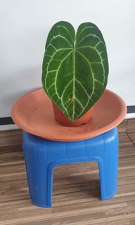 (Category: ) located in . Submitted by oxygaragesale (Listing ID 1110662827, Image 1). Description: .