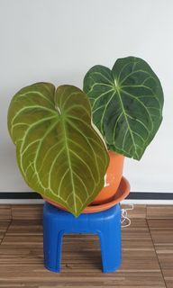 (Category: ) located in . Submitted by oxygaragesale (Listing ID 1110665702, Image 1). Description: .