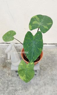 (Category: ) located in . Submitted by idayezid (Listing ID 1110675583, Image 1). Description: .