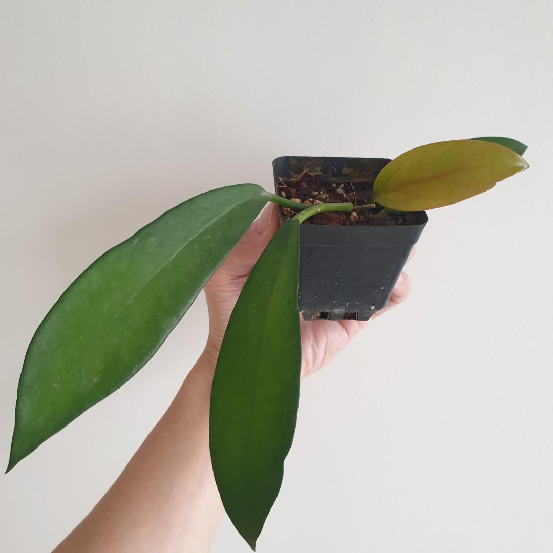 Hoya publicalyx black dragon, Furniture & Home Living, Gardening