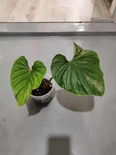 (Category: ) located in . Submitted by plantmoves (Listing ID 1105099565, Image 1). Description: .