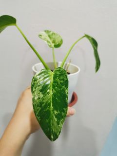 (Category: ) located in . Submitted by plantmoves (Listing ID 1105098958, Image 1). Description: .
