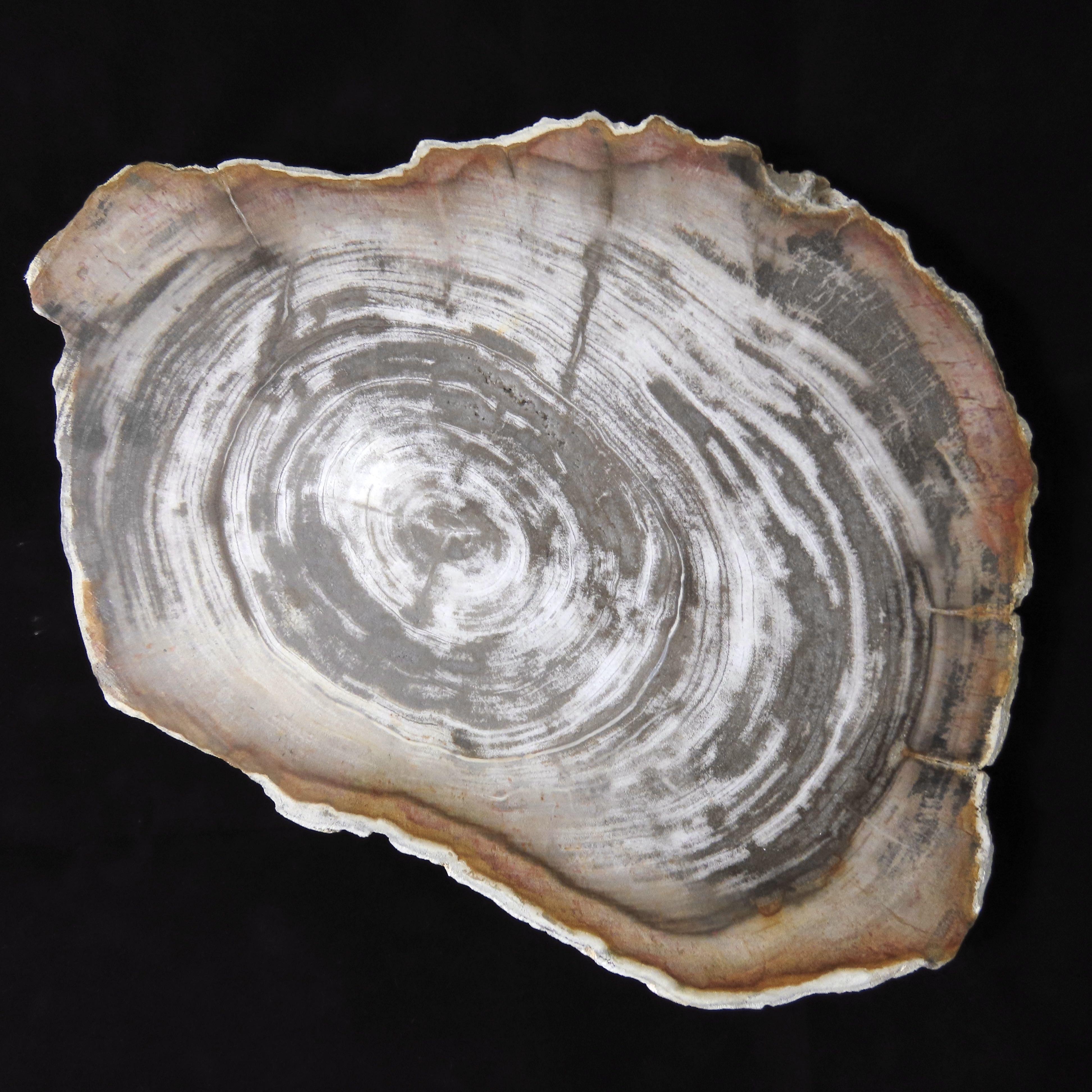 木化石 傢俬 家居 家居裝飾 家居裝飾 其他 Carousell