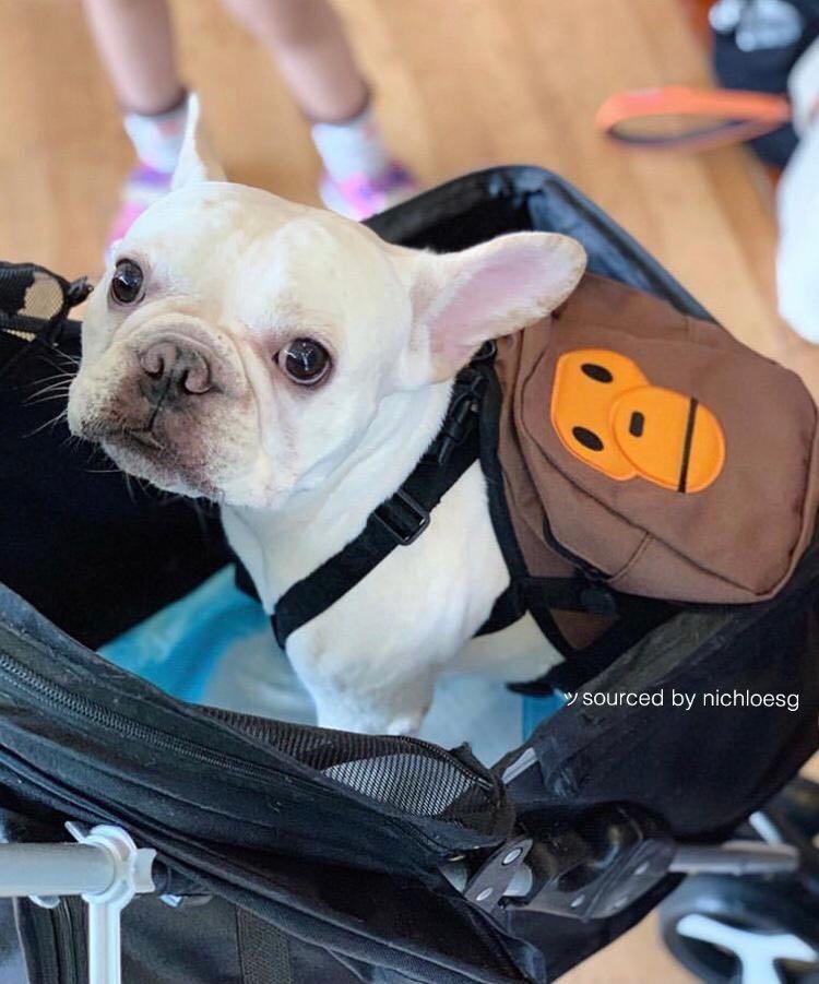 baby milo dog backpack