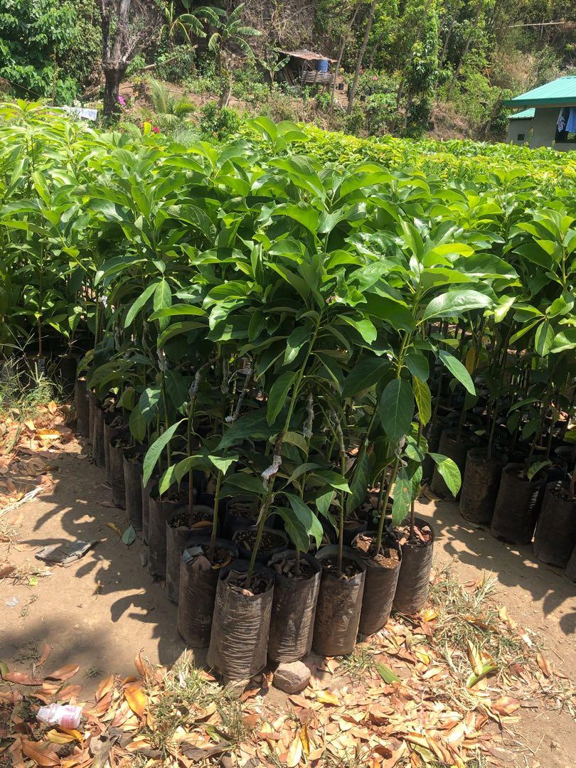 Cardinal Avocado (Category: Plants & Seeds) located in Calamba. Submitted by qualityfruittrees25 (Listing ID 1105244892, Image 3). Description: Mahahaba ang bunga at maligat.