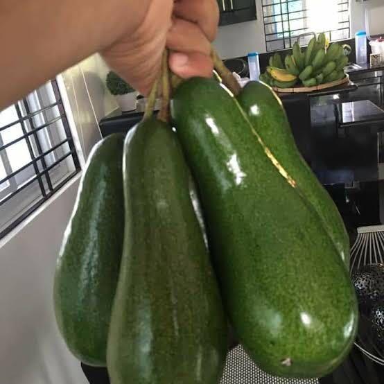 Cardinal Avocado (Category: Plants & Seeds) located in Calamba. Submitted by qualityfruittrees25 (Listing ID 1105244892, Image 1). Description: Mahahaba ang bunga at maligat.