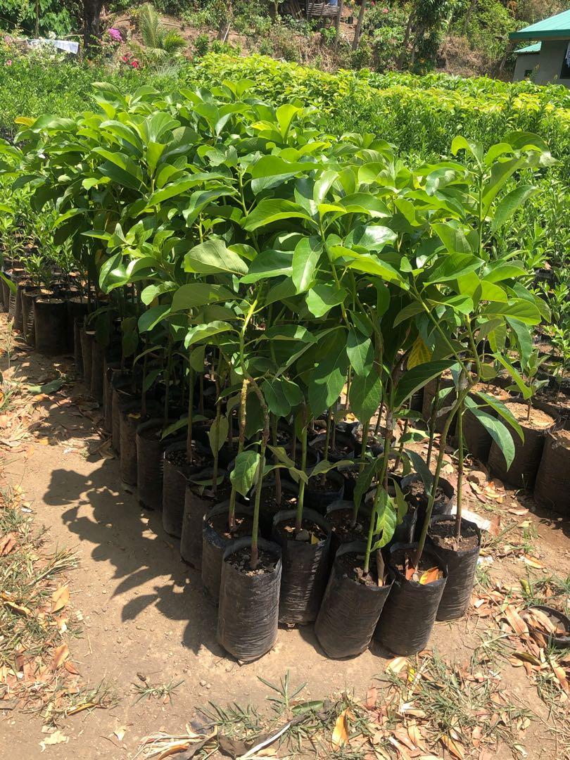 Cardinal Avocado (Category: Plants & Seeds) located in Calamba. Submitted by qualityfruittrees25 (Listing ID 1105244892, Image 2). Description: Mahahaba ang bunga at maligat.