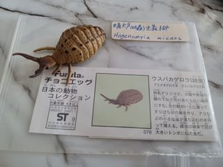 （分類：）位於 。 由 leechunghappy 提交（商品編號 1105134807，圖片 1）。簡介： 。