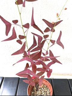(Category: ) located in . Submitted by c_thegardener (Listing ID 1105235691, Image 1). Description: .