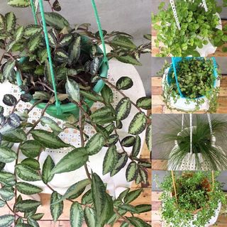 (Category: ) located in . Submitted by plantetc (Listing ID 1105358188, Image 1). Description: .