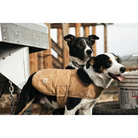 Carhartt dog chore jacket outlet