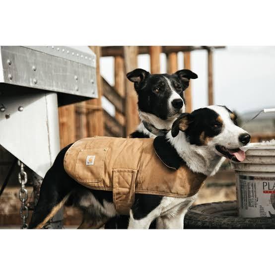 Carhartt dog accessories shop