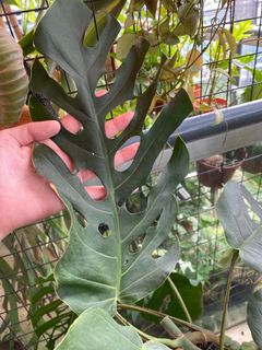 (Category: ) located in . Submitted by plantoadornlato (Listing ID 1105351425, Image 1). Description: .