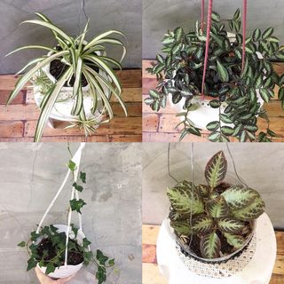 (Category: ) located in . Submitted by plantetc (Listing ID 1105356834, Image 1). Description: .