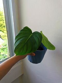 (Category: ) located in . Submitted by plantmoves (Listing ID 1104617223, Image 1). Description: .