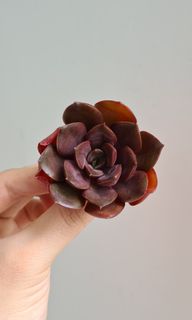 (Category: ) located in . Submitted by succulent.aurora (Listing ID 1105532036, Image 1). Description: .