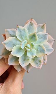 (Category: ) located in . Submitted by succulent.aurora (Listing ID 1105531261, Image 1). Description: .