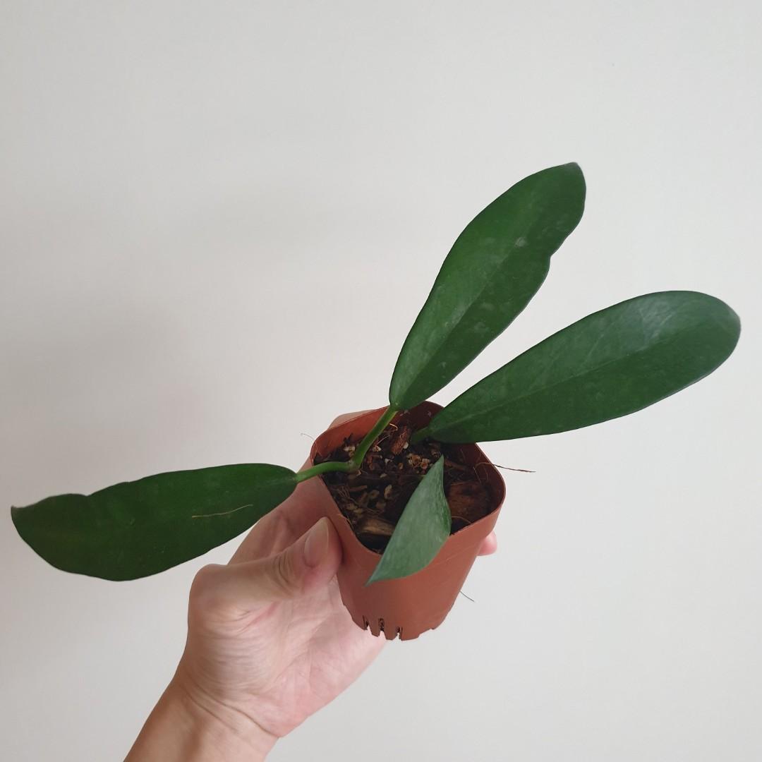 Hoya Black dragon Publicalyx, Furniture & Home Living, Gardening