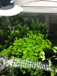 (Category: ) located in . Submitted by bongchini (Listing ID 1105573768, Image 1). Description: .