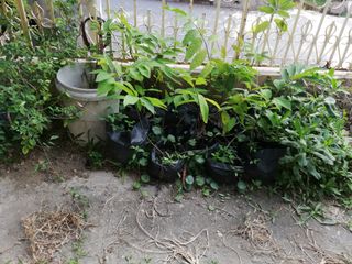 (Category: ) located in . Submitted by lkyew (Listing ID 1105655171, Image 1). Description: .