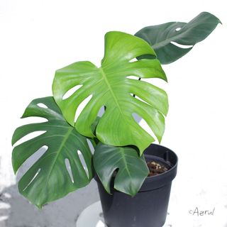 (Category: ) located in . Submitted by lovingplants (Listing ID 1105556289, Image 1). Description: .