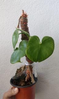 Philodendron Grazielae