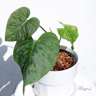 (Category: ) located in . Submitted by lovingplants (Listing ID 1105556007, Image 1). Description: .