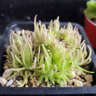 （分類：）位於 。 由 cpg1225 提交（商品編號 1105555010，圖片 1）。簡介： 。
