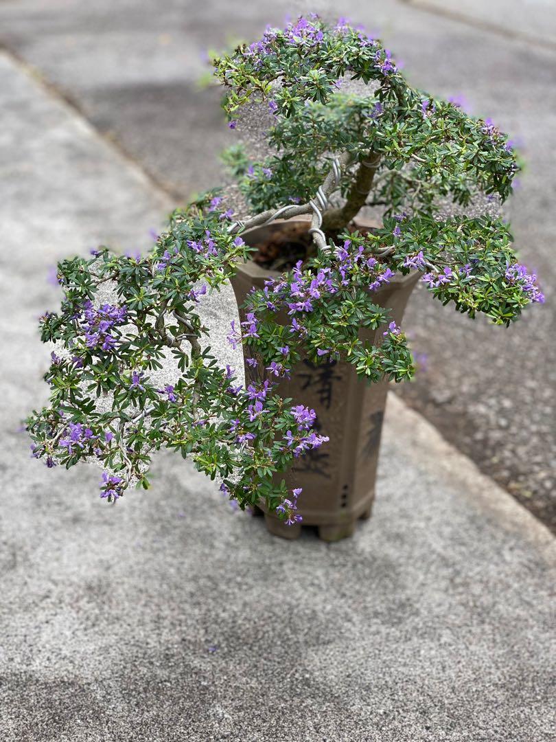 Vietnamese Bluebell Bonsai Furniture Home Living Gardening Plants Seeds On Carousell