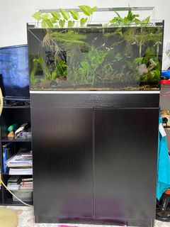 (Category: ) located in . Submitted by plantedtank09 (Listing ID 1105754764, Image 1). Description: .