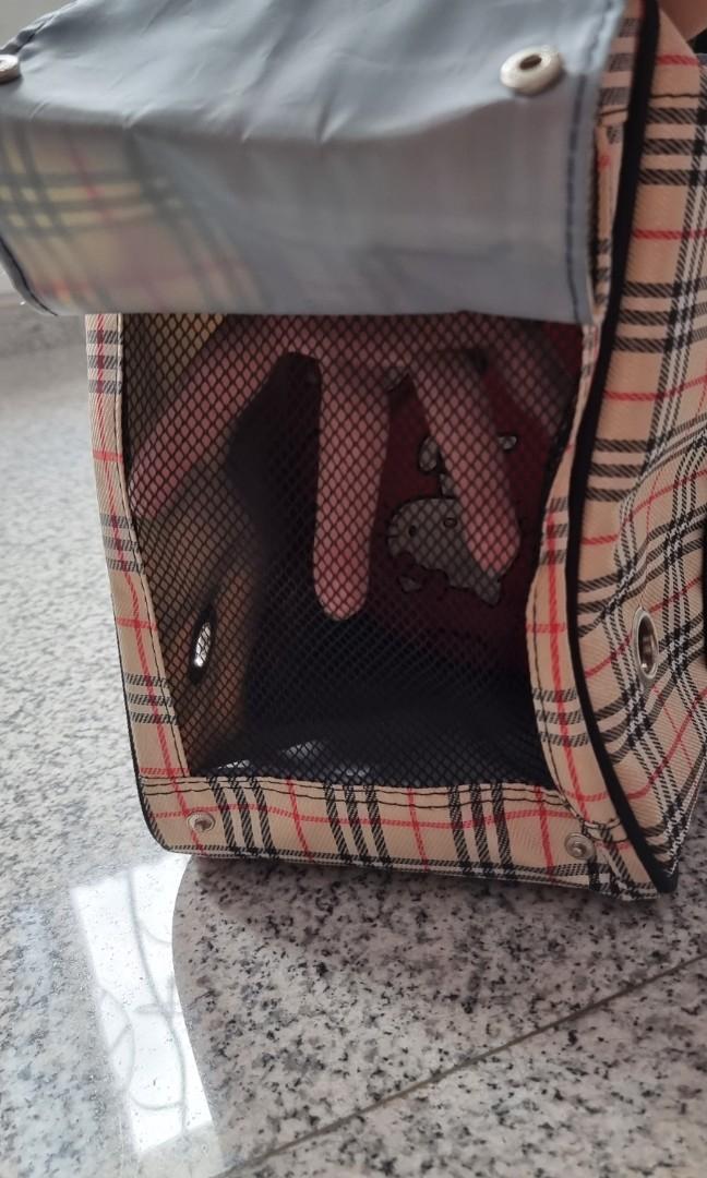 Burberry discount dog carrier