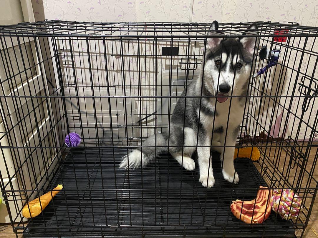 Cage size for husky 2025
