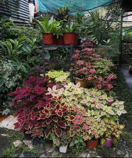 (Category: ) located in . Submitted by centralshop.ph (Listing ID 1105769071, Image 1). Description: .