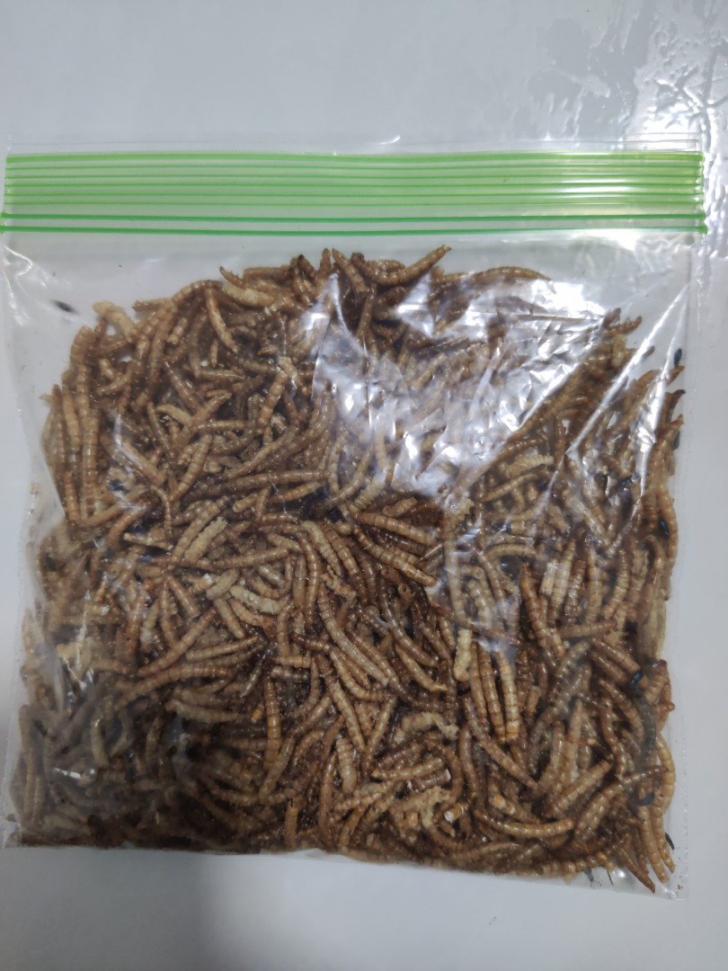 Dried Mealworms with beetles, Pet Supplies, Pet Food on Carousell