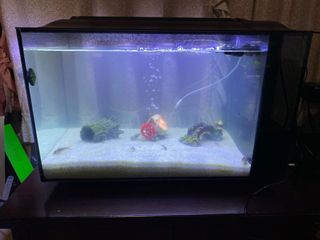 (Category: ) located in . Submitted by hei_tangiii (Listing ID 1105885897, Image 1). Description: .