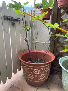 (Category: ) located in . Submitted by zenan123 (Listing ID 1105846690, Image 1). Description: .