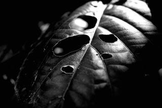 Hole in The Leaf soft copy photo for sell