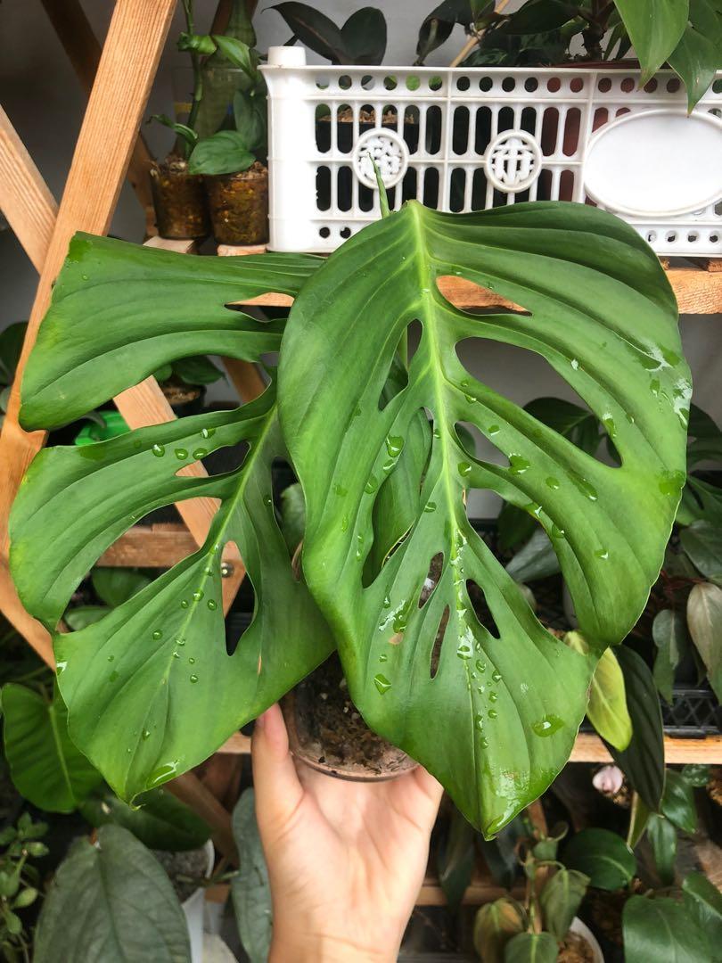 Monstera adansonii ssp blanchetii rare houseplant, Furniture & Home Living,  Gardening, Plants & Seeds on Carousell